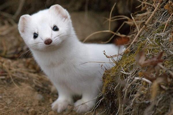 Горностай на батуте