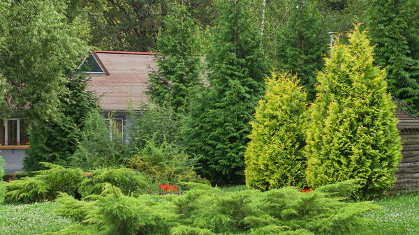 Что делать, если туя начала желтеть — срочно спасайте, пока не поздно