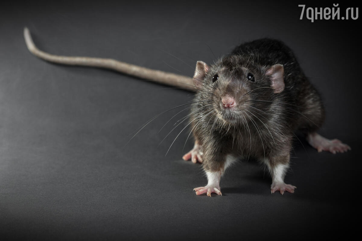 Сонник: к чему снятся крысы