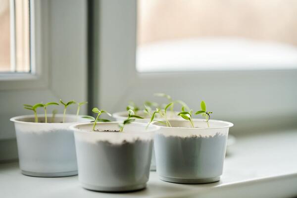 Фольга за 50 рублей в разы улучшит качество рассады — не поверите своим глазам