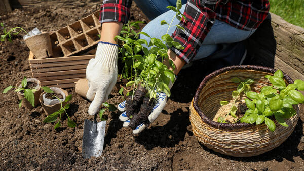 Бюджет в плюсе, урожай  в гору: как превратить кухонные отходы в золото для грядок
