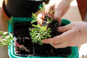 Посейте прямо сейчас: 5 цветов на рассаду в середине марта — еще не поздно