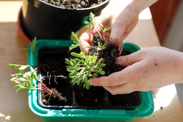 Посейте прямо сейчас: 5 цветов на рассаду в середине марта — еще не поздно