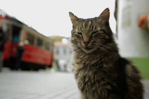 Кошачий взгляд: 7 фильмов про котов и их приключения