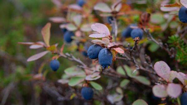 Как правильно посадить голубику в октябре — пошаговая инструкция