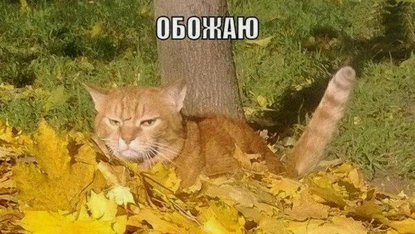 «Осень пахнет разочарованием»: топ 15 мемов об осенней депрессии