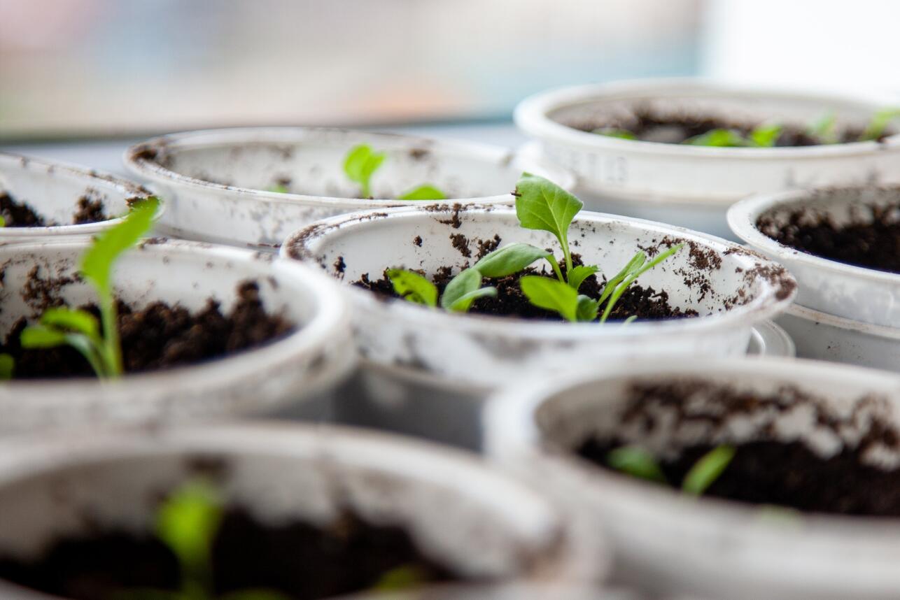 РљРѕРіРґР&deg; СЃР&micro;СЏС&sbquo;СЊ РѕРіСѓСЂС&dagger;С&lsaquo; РЅР&deg; СЂР&deg;СЃСЃР&deg;РґСѓ РІ 2026 РіРѕРґСѓ вЂ&rdquo; РєР&deg;Р&raquo;Р&micro;РЅРґР&deg;СЂСЊ СЃ С&sbquo;РѕС&Dagger;РЅС&lsaquo;РјРё РґР&deg;С&sbquo;Р&deg;РјРё