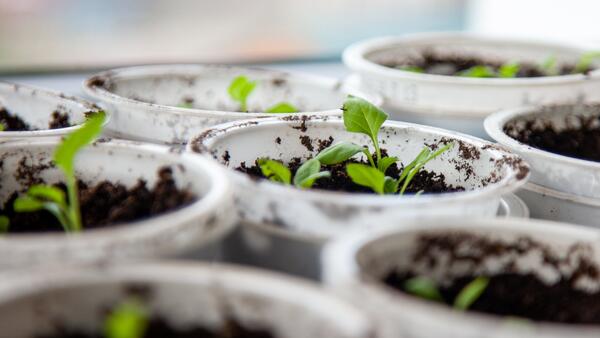 Когда&nbsp; сеять огурцы на рассаду в 2026 году — календарь с точными датами