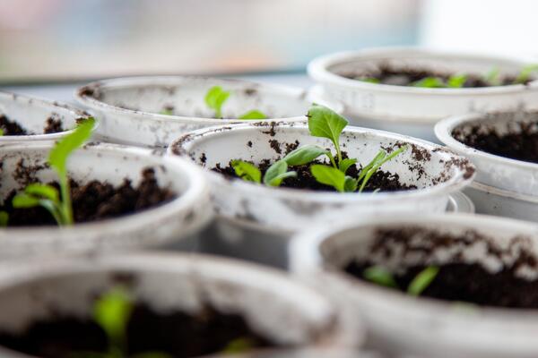 Когда сеять огурцы на рассаду в 2026 году — календарь с точными датами