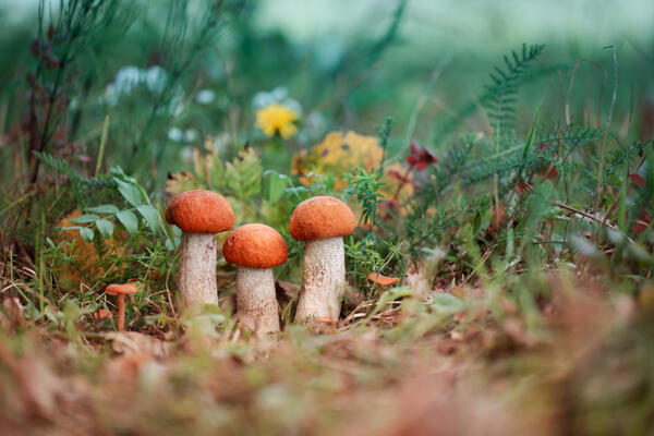 Названы грибы, которые опасно собирать весной — сразу сложно отличить