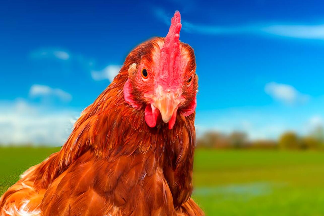 Нужен ли курице петух, чтобы нести яйца?