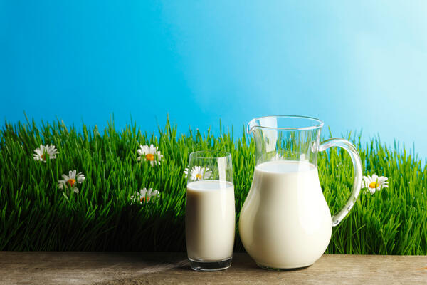 Молоко в качестве подкормки растений — какую ошибку делают садоводы