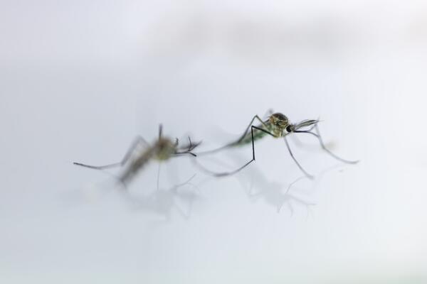 Энтомолог Заречная объяснила появление в Москве зимних комаров без хоботков