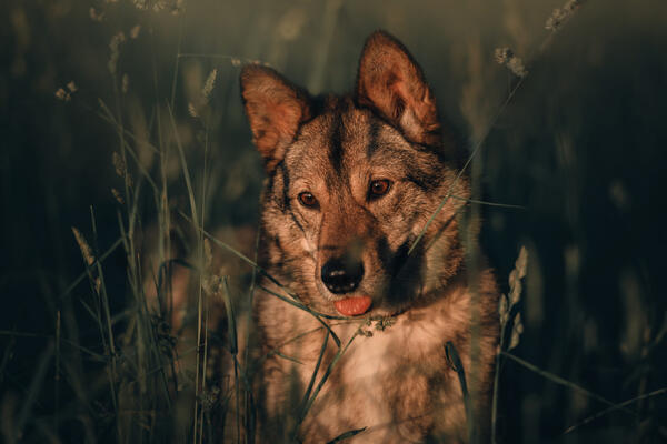 Почему собака покусывает руку, когда вы ее гладите — вы точно не знали