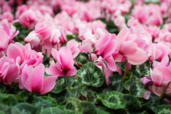 �� ����� ����: ���� ��������� ��������, ������� �������� ��� �����