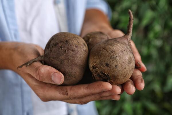 Берегите ваше время: как сварить свеклу втрое быстрее  