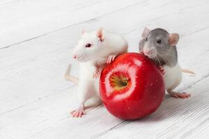 Паразит или питомец: что нужно знать о декоративных крысах