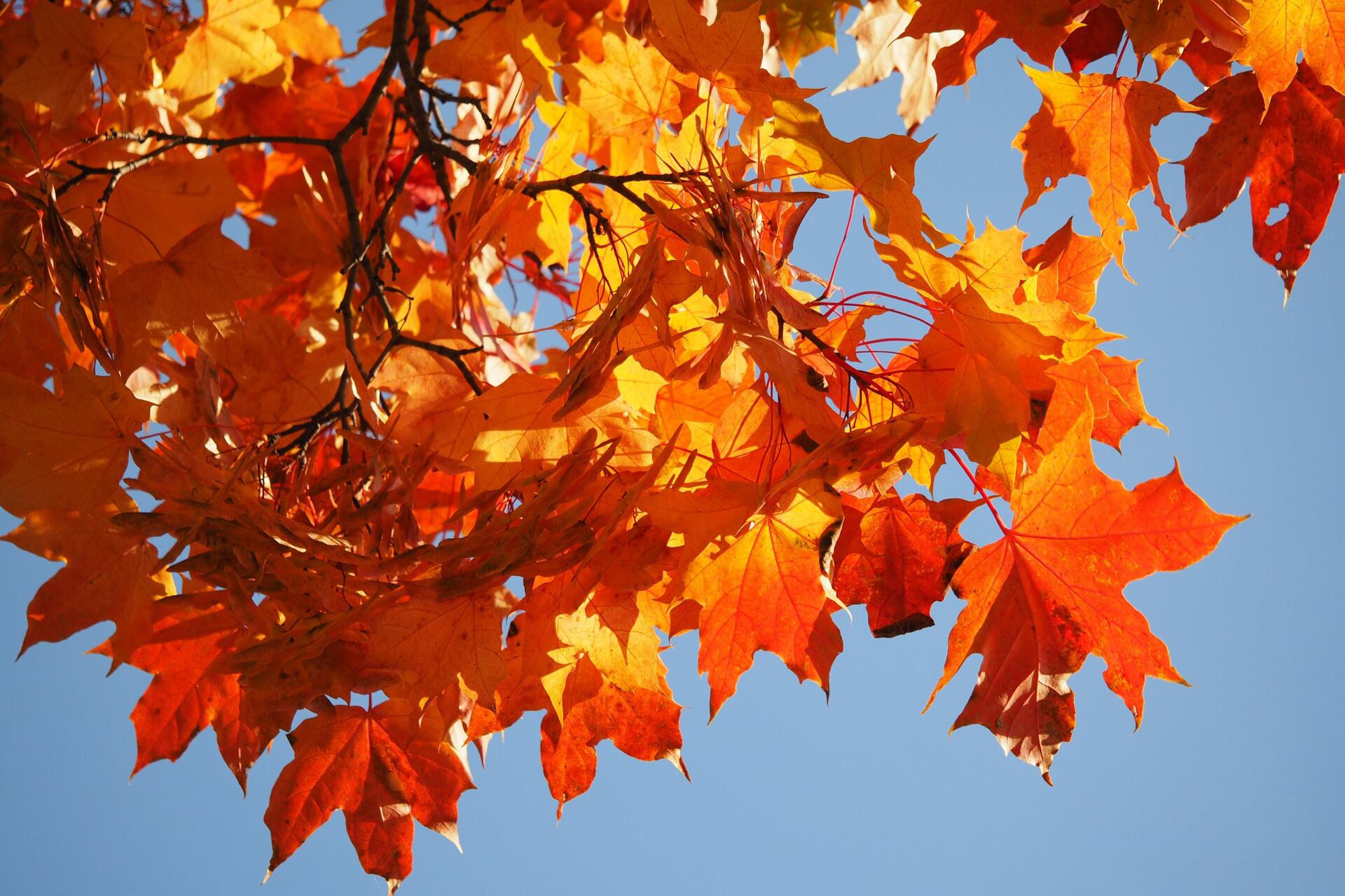 Почему желтеют и опадают листья осенью 