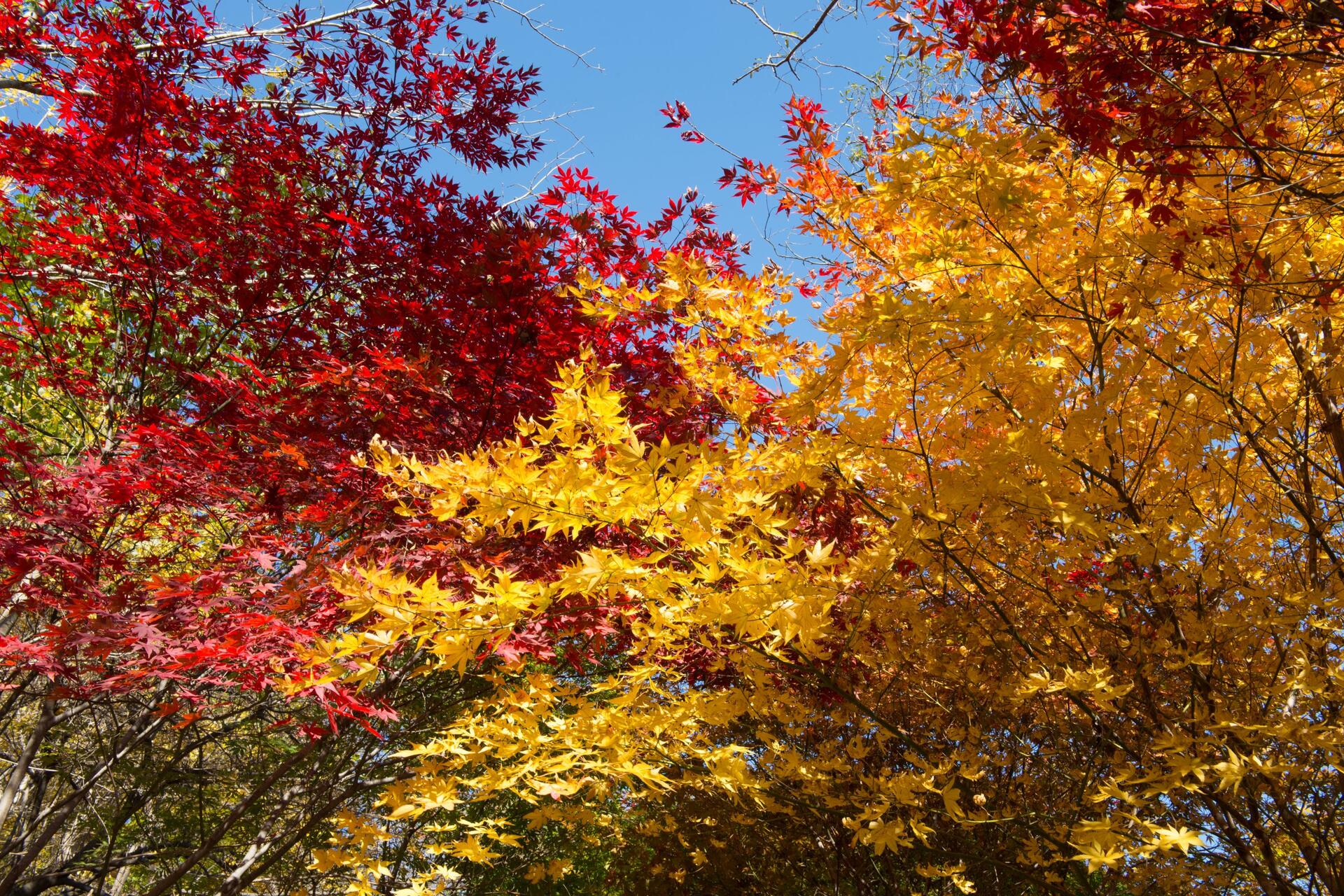 Почему желтеют и опадают листья осенью 