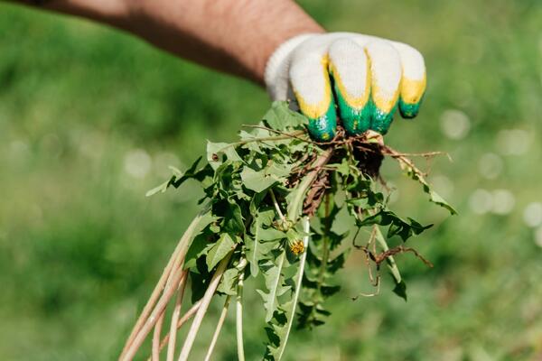 Сорняки исчезнут навсегда: всего один стакан на ведро, и огород засияет как новый