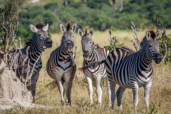 31 января: какой сегодня праздник?