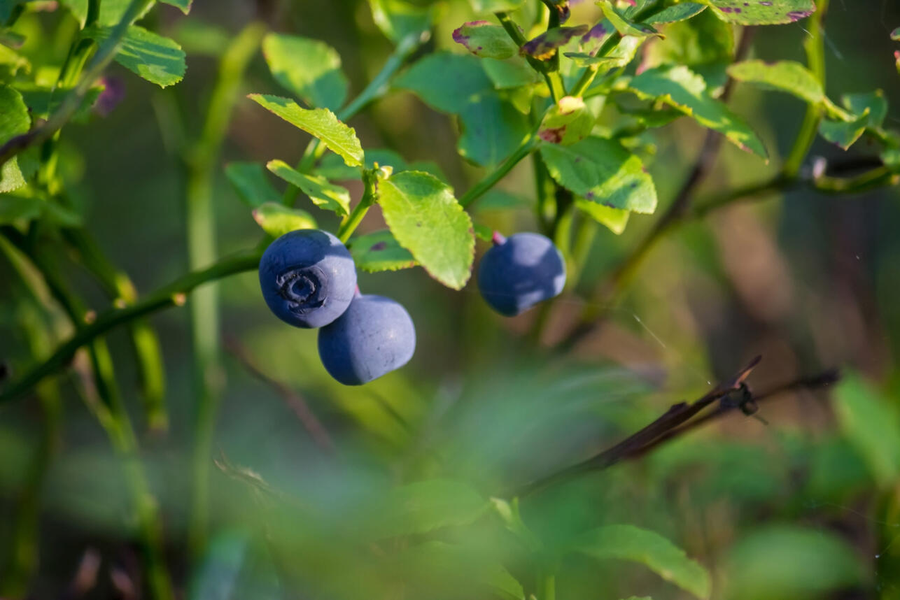РќРёРєР&deg;РєРѕРіРѕ РЅР&deg;РІРѕР&middot;Р&deg; Рё Р&middot;РѕР&raquo;С&lsaquo;: РєР&deg;Рє РїРѕСЃР&deg;РґРёС&sbquo;СЊ СЃР&deg;РґРѕРІСѓСЋ РіРѕР&raquo;СѓР&plusmn;РёРєСѓ РІР&micro;СЃРЅРѕР№, С&Dagger;С&sbquo;РѕР&plusmn;С&lsaquo; РєСѓСЃС&sbquo;С&lsaquo; Р&raquo;РѕРјРёР&raquo;РёСЃСЊ РѕС&sbquo; СЏРіРѕРґ