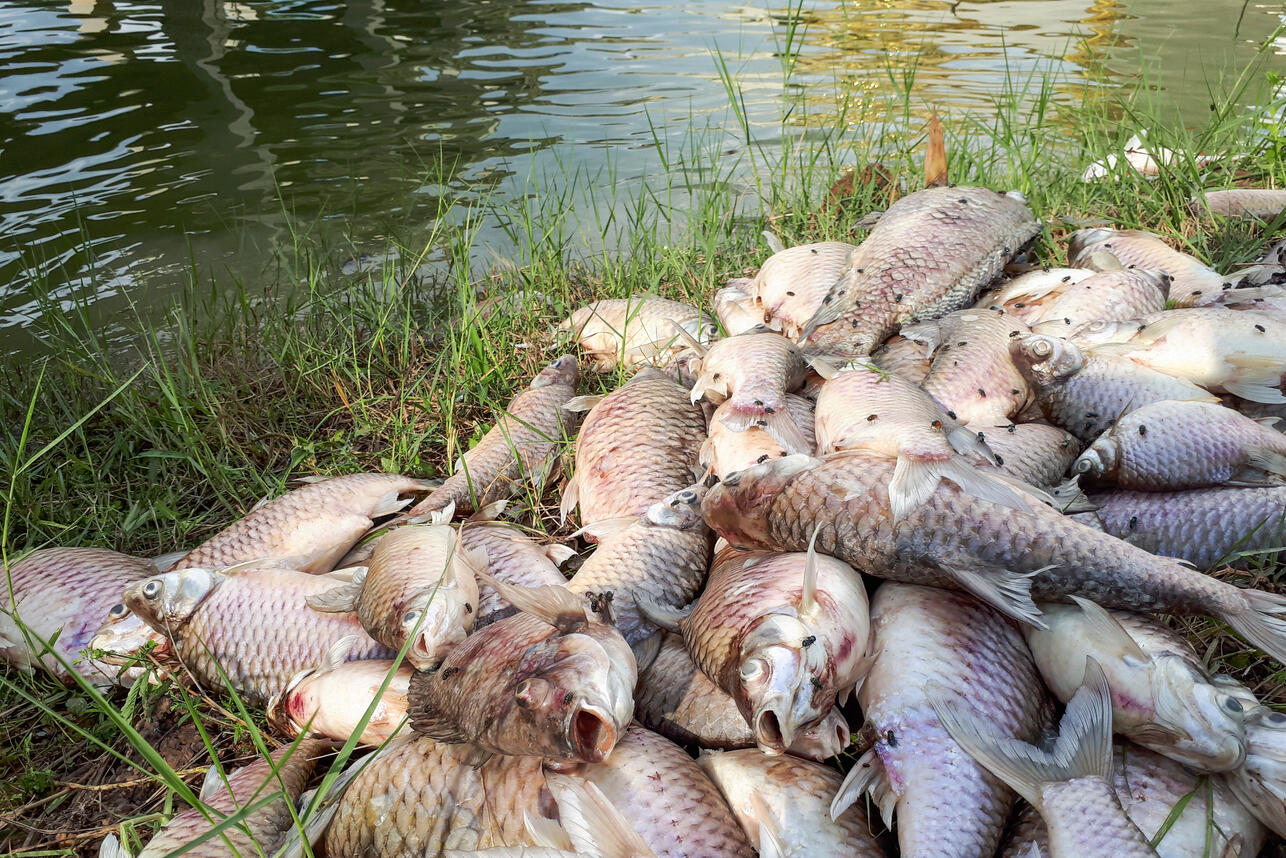 К чему снится мертвая рыба | 7Дней.ru