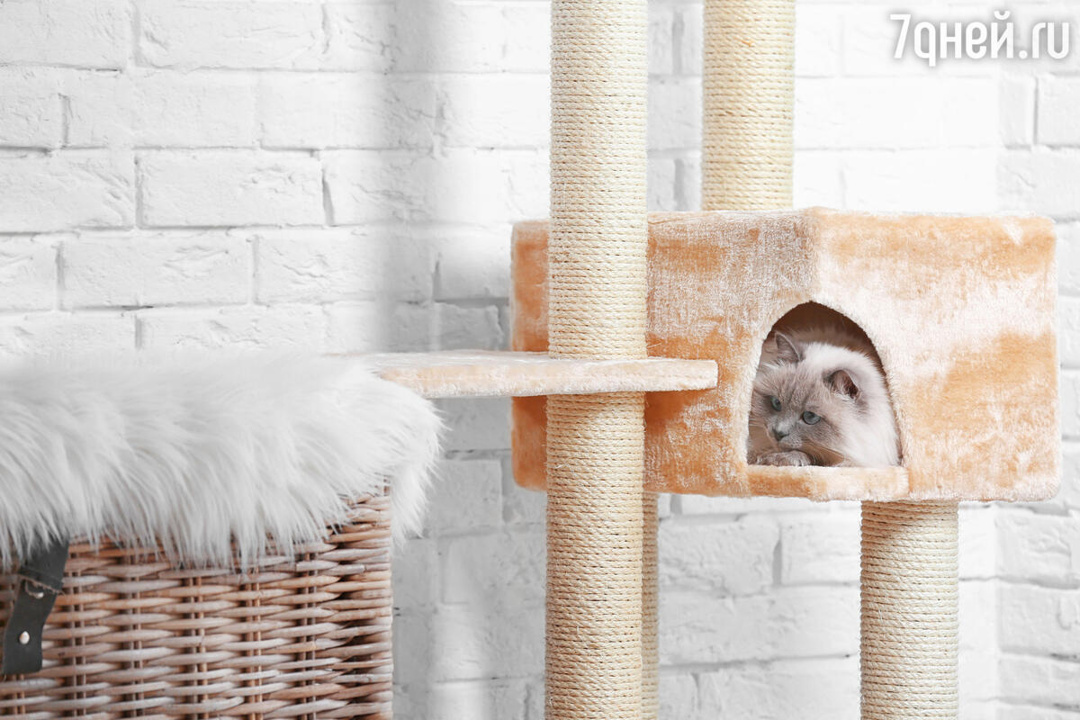 Стол, книжный шкаф и тумба: какая мебель нужна вашей кошке