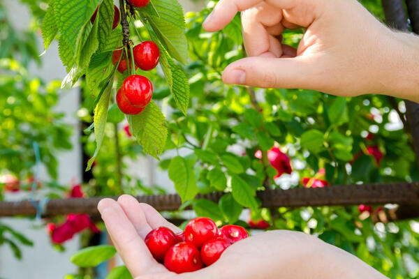 Сладкая как мед и не боится морозов: названы сорта вишни, которые выживут даже в суровое лето