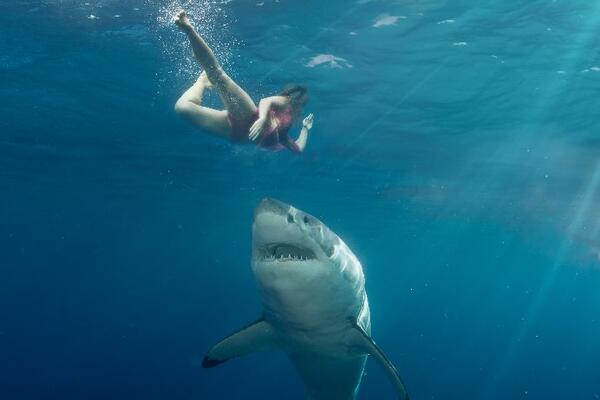 Оценена вероятность нападения акул на отдыхающих в Крыму