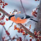 Как живут птицы зимой? 