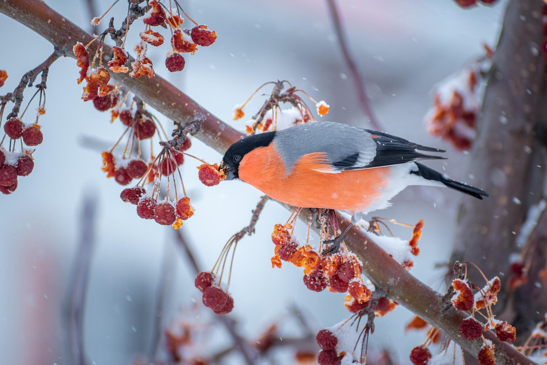 Как согреваются и чем питаются птицы в холодные зимние месяцы