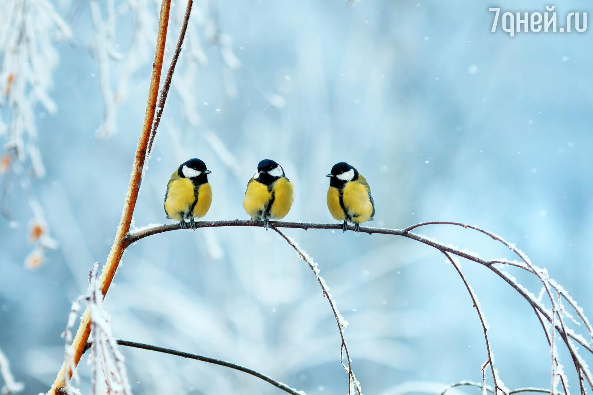 Как согреваются и чем питаются птицы в холодные зимние месяцы