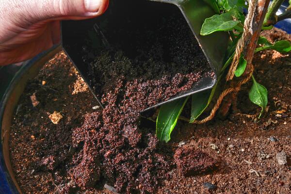 От садового удобрения до ароматного скраба: топ способов применения кофейной гущи