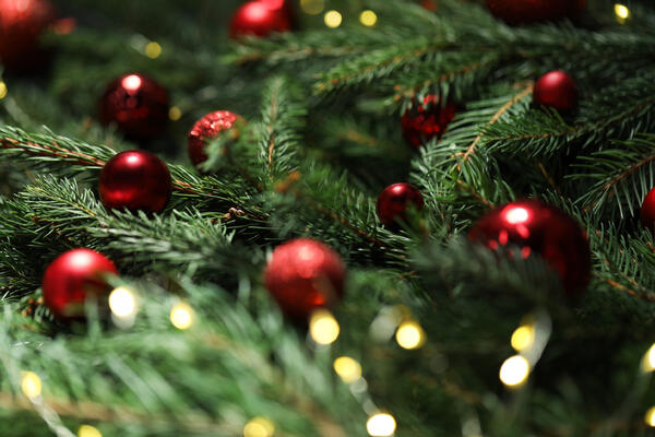 Как выбрать живую елку на Новый год 2026 — проверьте срез, оставьте в подъезде и опрыскивайте