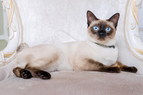 Тайская кошка: описание породы, характер, фото и стоимость котят