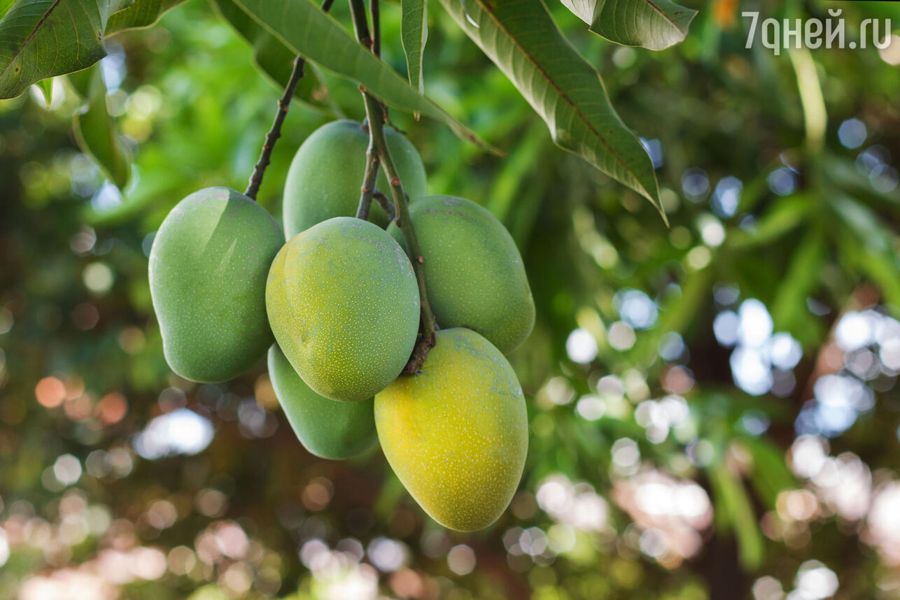 Как выбрать манго: 3 способа не ошибиться при изучении фрукта - 7Дней.ру