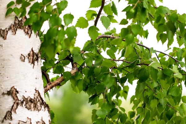 Сокодвижение: рассказываем ребенку почему некоторые деревья дают сок
