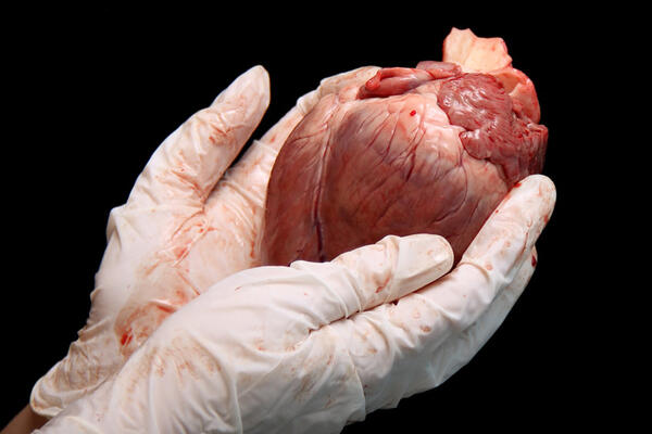 �������� ������� ������� ���������� ������ ������