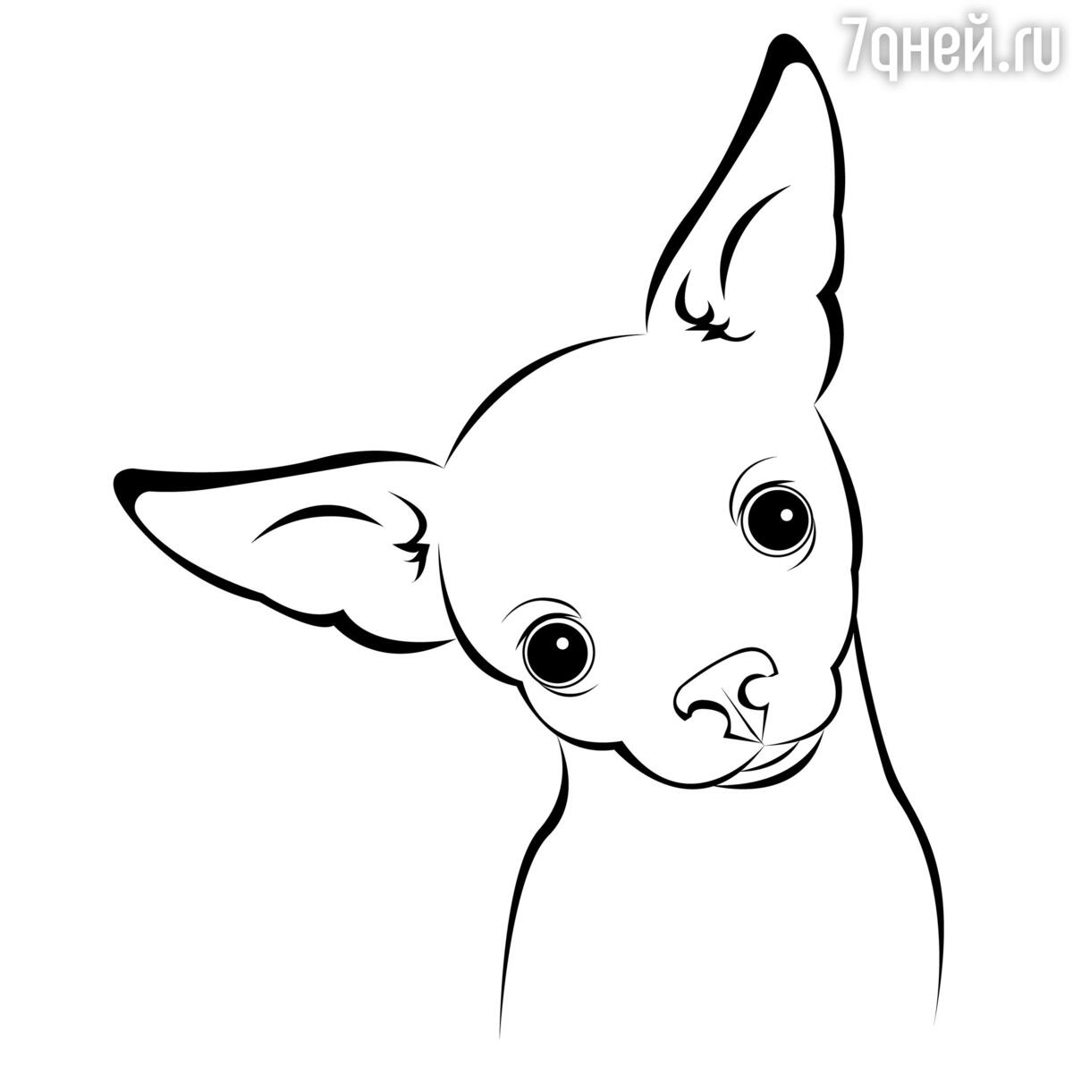 Рисунок собаки карандашом поэтапно для начинающих легко (49 фото)