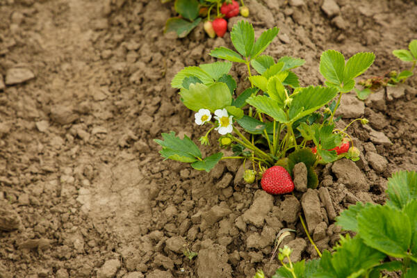 Урожай ведрами: чем подкормить клубнику и голубику весной, чтобы ветки гнулись от ягод