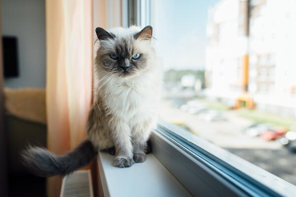 29 февраля: какой сегодня праздник?