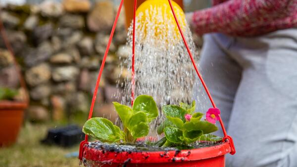 Избавляем растения от пыли и вредителей: 6 вопросов про теплый душ