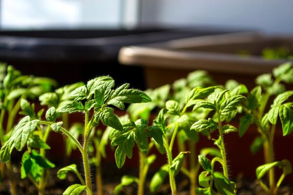 «Спасательная операция»: 6 секретов, чтобы рассада томатов не вытягивалась и не болела