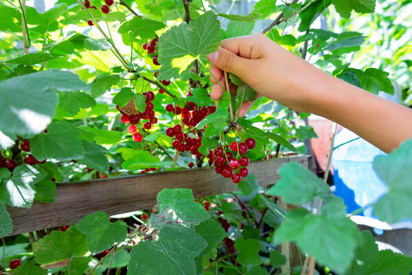 Ягоды будут размером с вишню: секретная схема подкормки смородины в апреле