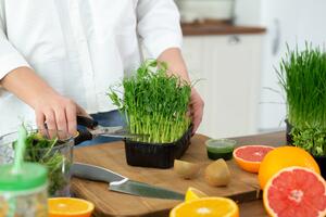 Микрозелень: чем она полезна и как вырастить дома