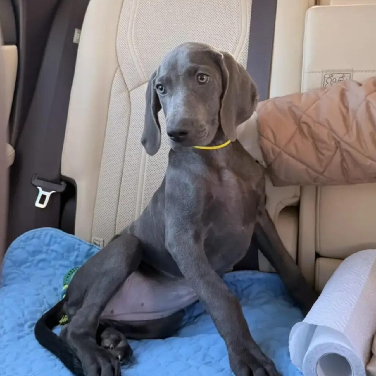 Юлия Меньшова показала нового члена семьи: «Так выглядит абсолютное счастье» Юлия Меньшова показала нового члена семьи: «Так выглядит абсолютное счастье»