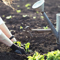 От редиса до ревеня: полный гид, что посадить на даче в конце апреля 2026 года