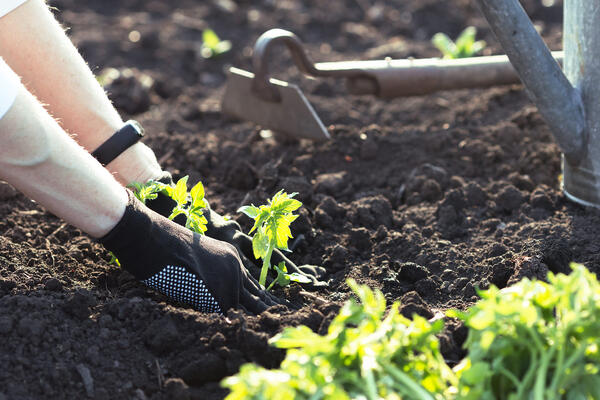 От редиса до ревеня: полный гид, что посадить на даче в конце апреля 2026 года