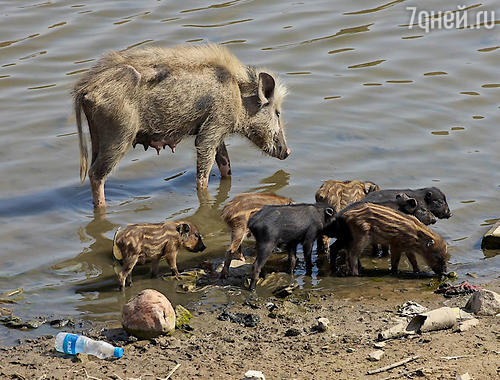 Поездка Натальи Водяновой в Индию